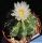 Thelocactus hybrid "WHITE FLOWER"
