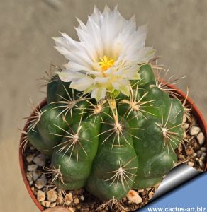 Thelocactus hybrid "WHITE FLOWER"