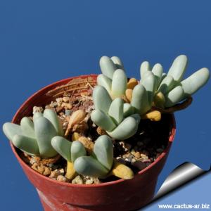 Argyroderma framesii