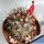 Mammillaria schumannii (Bartschella schumannii)