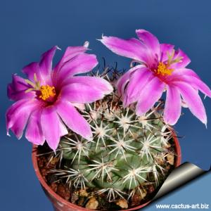 Mammillaria schumannii (Bartschella schumannii)