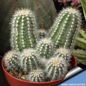 Trichocereus cv. MULTIPROLIFERUM (dwarf branching form)