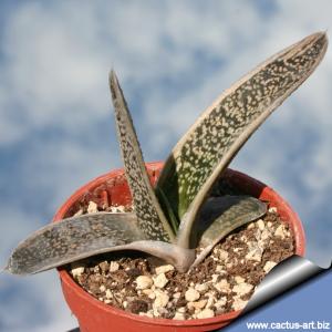 Gasteria cv. LITTLE WARTY