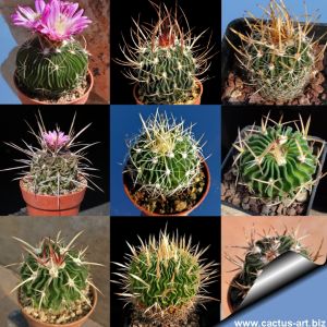 Echinofossulocactus sp. (mixed forms)