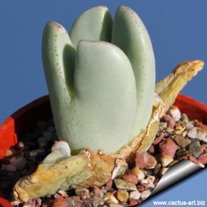 Conophytum elishae SB1334 Springbok
