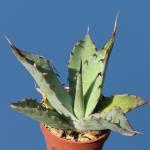 Agave avvelanidens Rosarito,  Baja California, Mexico