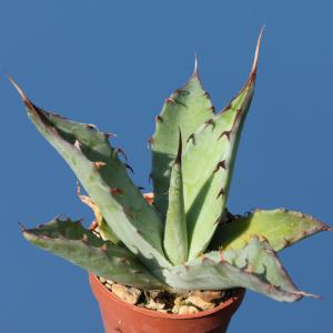 Agave avvelanidens Rosarito, Baja California, Mexico