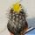 Copiapoa echinata Carrizal Bajo, 03 Atacama, Chile