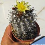 Copiapoa echinata Carrizal Bajo, 03 Atacama, Chile