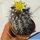 Copiapoa echinata Carrizal Bajo, 03 Atacama, Chile
