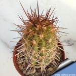 Copiapoa pseudocoquimbana KK86 Trapiche, Chile 600m