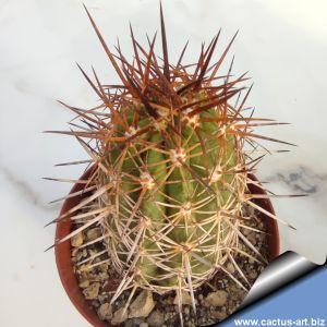 Copiapoa pseudocoquimbana KK86 Trapiche, Chile 600m