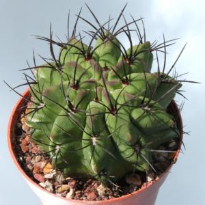 Eriosyce paucicostata v. viridis (Neoporteria paucicostata v. viridis)