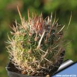 Aztekium valdezii "AUREA"