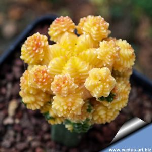 Aztekium valdezii "AUREA"