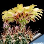 Hamatocactus setispinus