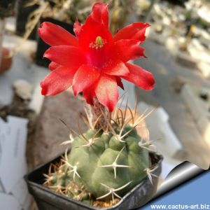 Matucana pujupatii