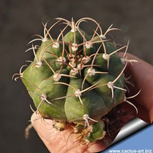 Matucana pujupatii