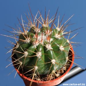 Melocactus florschvetrianus HU148