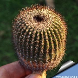 Uebelmannia pectinifera v. crebrispina RNK69, N from Barao do Guaicuí (GRAFTED)