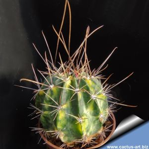 Lobivia jajoiana cv. ANEMONE f. albiflora variegata