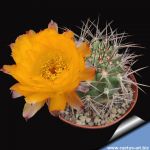 Lobivia thionantha v. ferrari f. minuta (Acanthocalycium thionanthum v. minutum)