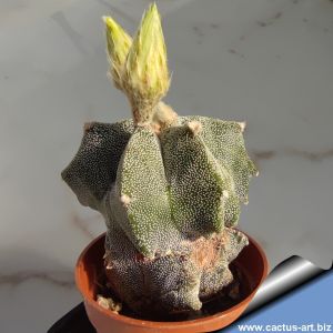 Astrophytum myriostigma cv. KIKKO (irregular ribs)