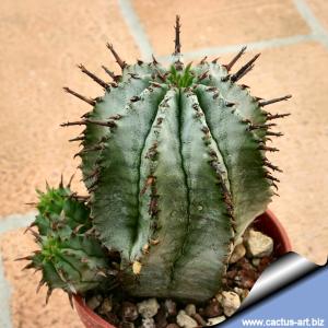 Euphorbia horrida hybrid (Grey form)