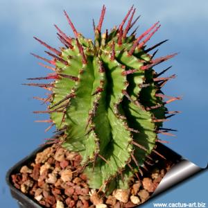 Euphorbia horrida hybrid (Green form)