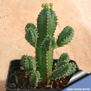 Euphorbia jansenvillensis