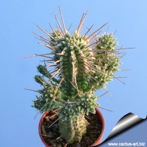 Euphorbia mammillaris f. variegata