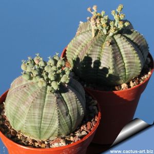 Euphorbia obesa