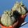 Euphorbia obesa