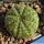 Euphorbia obesa