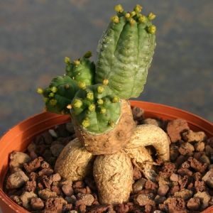 Euphorbia pseudoglobosa