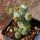Euphorbia pseudoglobosa