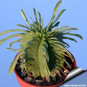 Euphorbia pulvinata