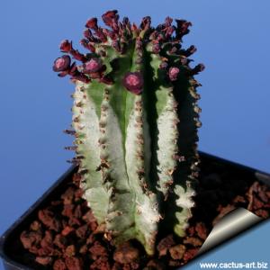 Euphorbia submammillaris (forma 1)