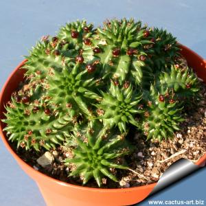 Euphorbia susannae