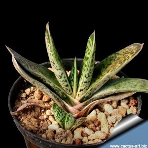 Gasteria bicolor