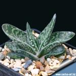 Gasteria bicolor v. liliputana