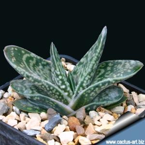 Gasteria bicolor v. liliputana