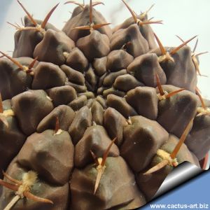Gymnocalycium "TOBOGA"
