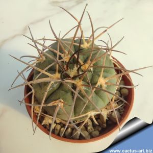 Gymnocalycium eurypleurum x nidulans
