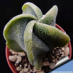 Astrophytum myriostigma cv. SPIRAL RIBS