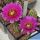 Echinocereus reichenbachii v. perbellus JRT111 Bent Co, Clorado, USA