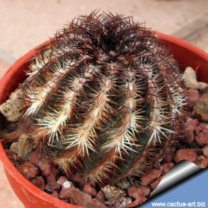 Echinocereus reichenbachii v. perbellus JRT111 Bent Co, Clorado, USA
