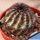 Echinocereus reichenbachii v. perbellus JRT111 Bent Co, Clorado, USA