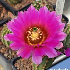 Echinocereus reichenbachii v. perbellus JRT111 Bent Co, Clorado, USA