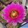 Echinocereus reichenbachii v. perbellus JRT111 Bent Co, Clorado, USA